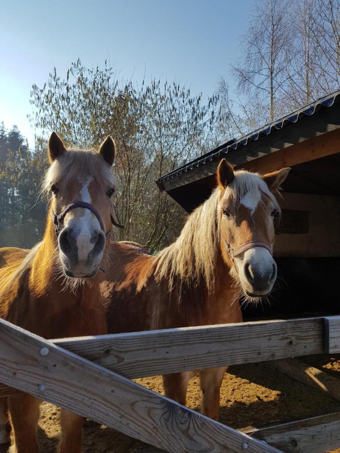 Bij Saar Bed & Breakfast Zwinderen Luaran gambar